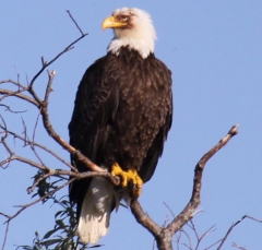 eagle1