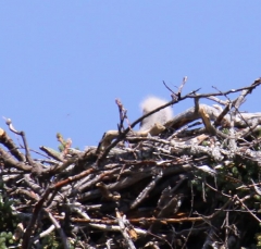 eagle10