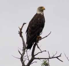eagle2