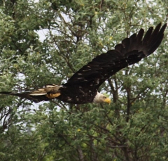 eagle3