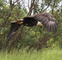 eagle4