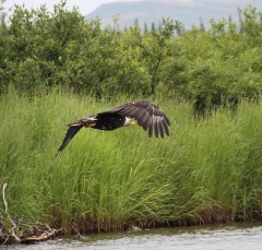 eagle5