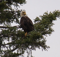eagle6
