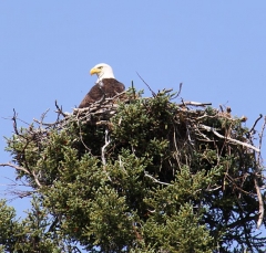 eagle7