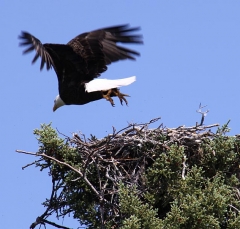 eagle8