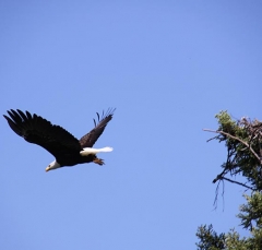 eagle9