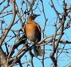 robin1