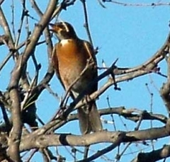 robin2