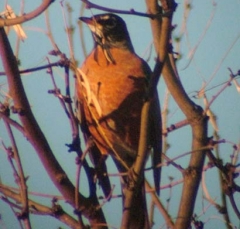 robin3