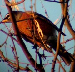robin4