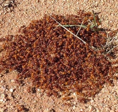 red_ants1