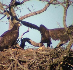 eagle1
