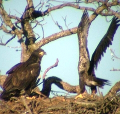 eagle2