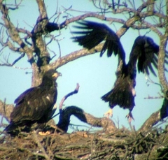 eagle3