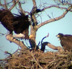 eagle4
