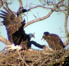 eagle5