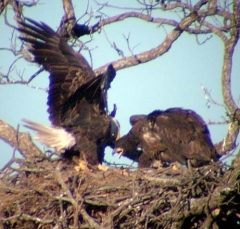 eagle6
