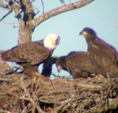 eagle7