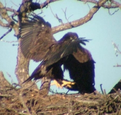 eagle8