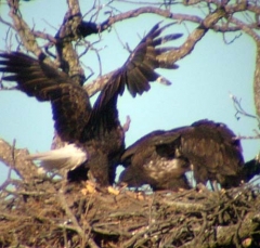 eagle9