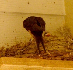 barn11