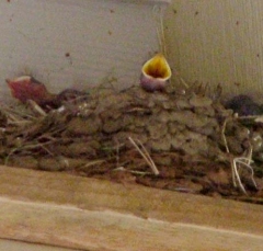 barn12