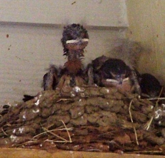 barn14