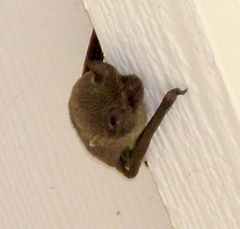 DSCF5116bat1