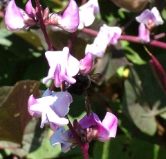 bee1