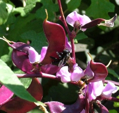 bee2_lg
