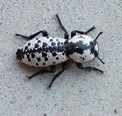beetle1