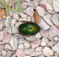 beetle2_lg