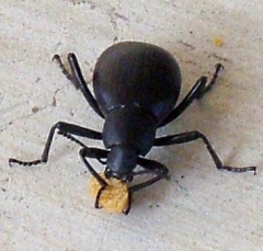beetle3