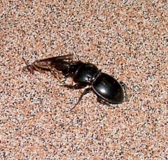 beetle4