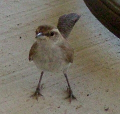 wren1