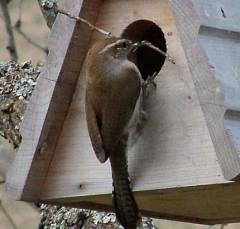 wren10