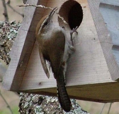 wren11