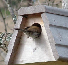 wren2