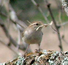 wren3