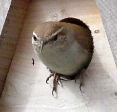 wren4