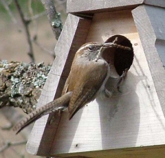 wren5