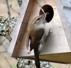 wren6_lg