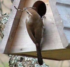 wren7