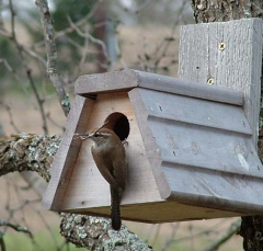 wren8
