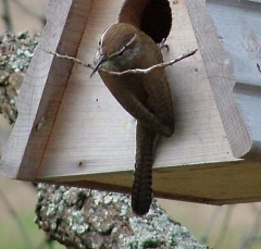 wren9