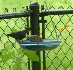 cowbird1