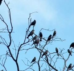 cowbird10