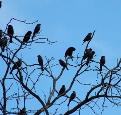 cowbird11