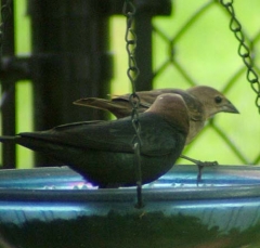 cowbird2