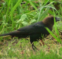 cowbird3